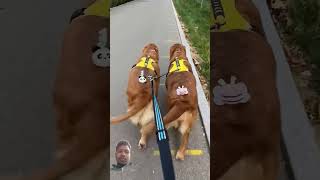 Dogs Trend 😅🤣 dog goldenretriever puppy doglover pets music song pop lyrics [upl. by Earehc]