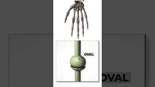 Types of synovial joints Joint anatomy and types anatomybasics jointsandbones 3danatomy [upl. by Japha]