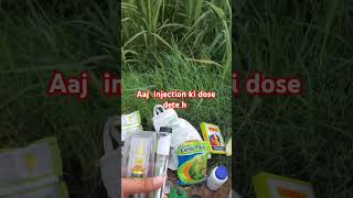 injection dose sugarcanevariety sugercane sugar nature hormones [upl. by Lahtnero155]