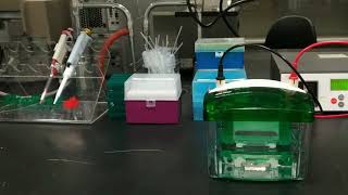 Gel Electrophoresis [upl. by Lange580]