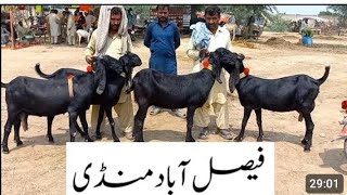 Faisalabad Bakra mandi update [upl. by Swigart]