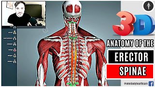 3D ANATOMY OF THE ERECTOR SPINAE MUSCLE GROUP 👀 [upl. by Adnolehs]