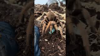 My big girl and her horn worm Aphonopelma chalcodes Arizona blonde [upl. by Ayouqat]