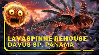 Lavaspinne rehouse  Davus sp Panama [upl. by Linetta]