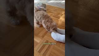 Dog vs socks puppy shihpoo puppylife [upl. by Mcclenaghan]