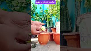 Growing Shimla mirchi at home subscribe for more kitchenhacks kitchentips shortsfeed [upl. by Glenden685]