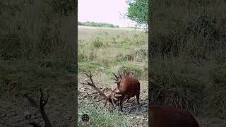 Ce magnifique cerf est prêt à en découdre  cerf brame redstag [upl. by Urbain]