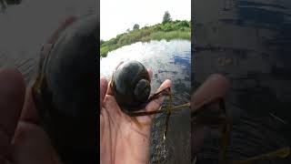 Early Morning  catch a Big snail  nature scenery short video lakeview nature [upl. by Ipoillak]