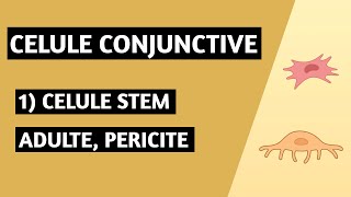 Țesutul conjunctiv  Celule conjunctive  introducere celule stem adulte pericite [upl. by Bruyn]