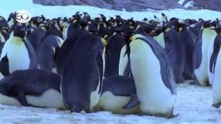 Pinguins Undercover  de bloopers [upl. by Zapot]