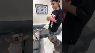 Bunny Ke New Toy ki Unboxing 😃 doglover frenchbulldog funnydog  Harpreet SDC [upl. by Tloc]