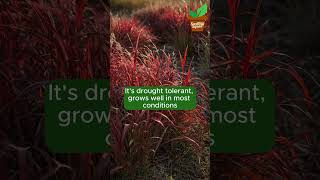 BeginnerFriendly Ornamental Grasses [upl. by Nordgren]