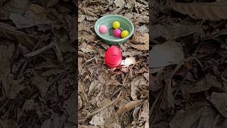 Finding millipede and turtle and egg millipede egg turtle [upl. by Storfer]