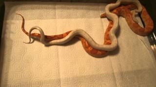 Corn Snake Breeding Behavior Part 2 [upl. by Ima279]