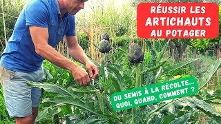 COMMENT CULTIVER LARTICHAUT AU POTAGER  Culture décorative et nourrissante [upl. by Lashar]