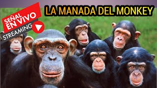 HOY CON LA MANADA DEL MONKEY speak para hablar con el monkey [upl. by Leler]