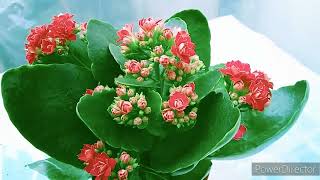 Kalanchoe Flower Plant In Winter Season [upl. by Sirref]