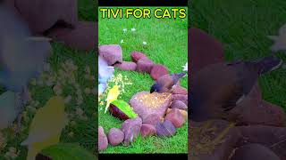 CAT TV Birds Foraging On The Grass  Bird TV amp Cat TV For Cat To Watch 4k [upl. by Notterb711]