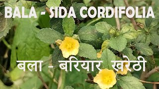 Ayurvedic Plant Bala Bariyara Sida Cordifolia for Energy amp Stemina and Nervous System बला  बरियार [upl. by Nicolas]