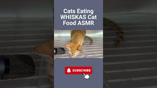 Cats Eating WHISKAS Cat Food ASMR WHISKAS asmr catasmr shortsvideo [upl. by Montano]