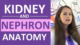 Kidney and Nephron Anatomy Structure Function  Renal Function System [upl. by Refinneg]