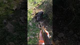 охота на кабана в горах cinghiale chasse wildboar охота дикий кабанhunting [upl. by Etta154]