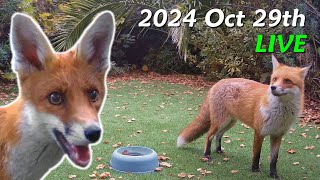 Foxes Live  2024 October 29th [upl. by Moclam]