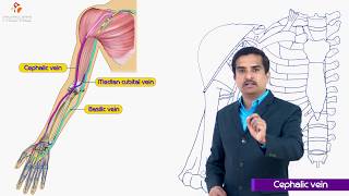 Cephalic vein  Gross anatomy of upperlimb medical animation  Dr G Bhanu Prakash [upl. by Declan]