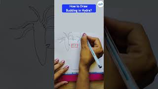 How to Draw Budding in Hydra  Diagram  Shorts  Infinity Learn 9 amp 10 [upl. by Devi]