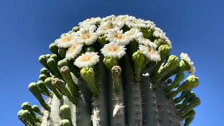 🌵Saguaro of the Day🌵 FLORIA OUCHIA Has So Many Flowers 😁🤩💕  Darby Well Road near Ajo AZ 🌴 [upl. by Atsiuqal]