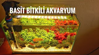 25L NANO BİTKİLİ AKVARYUM KURDUM  APISTOGRAMMA CACATUOIDES ORANGE KAKADU [upl. by Burnsed]