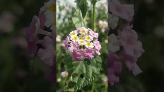 Lantana camara medicinal plant song [upl. by Lahey]