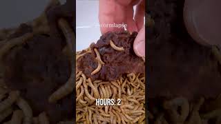 Brain Mushroom eaten by mealworms [upl. by Anegroeg]