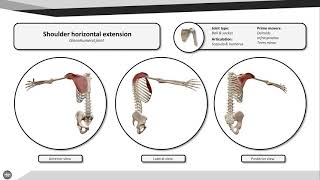 Shoulder horizontal extension [upl. by Doley]