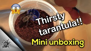 Pterinopelma sazimai unboxing 2 This tarantula is very thirsty [upl. by Vaios]