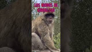 Los monos de Gibraltar [upl. by Amehsat]