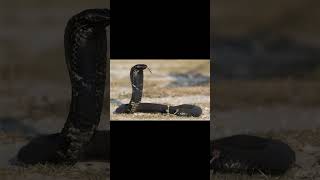 RingNecked Spitting Cobra and Waterberg Girdled Lizard [upl. by Niveb]