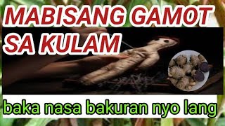 MABISANG GAMOT SA KULAM baka nasa bakuran nyo lang [upl. by Anoiuq]