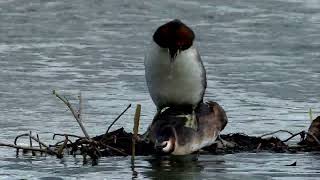 GREAT CRESTED GREBES Courtship Weed Dance [upl. by Letta734]