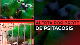 ALERTA POR BROTE DE PSITACOSIS se detectó a partir del estudio de casos de neumonía aguda grave [upl. by Pudens]