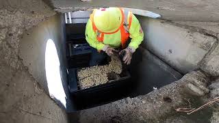 Modular Wetlands Linear Stormwater Bioretention System Maintenance Demonstration [upl. by Adest]