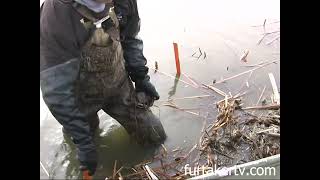 Trapping Muskrats by the 1000s with Rich Kaspar [upl. by Erik]