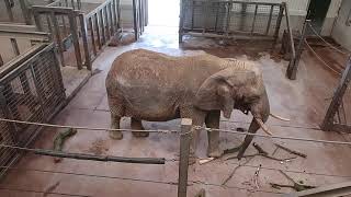 Elephant in Captivity at Paignton Zoo Environmental Park [upl. by Gearard963]