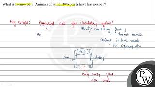 What is haemocoel Animals of which two phyla have haemocoel [upl. by Llewellyn36]