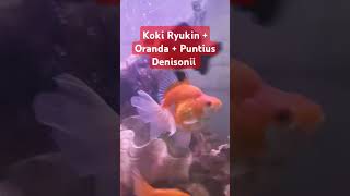 Gabung Ikan Koki Ryukin Oranda amp Puntius Denisonii [upl. by Hak578]