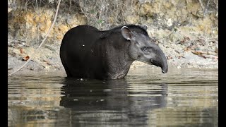 Tapiro sulla Transpantaneira e nuotando nel fiume  Brazilian tapir [upl. by Coltson]