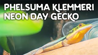 Phelsuma klemmeri the Neon Day Gecko [upl. by Azilem314]