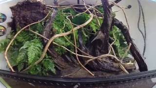 Terrarium  vivarium setup [upl. by Magdalene]