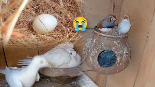 Dove or finches k egg kis ne tor diey😢 [upl. by Inaffets252]