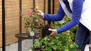 Jak przezimować pelargonie Jak przygotować pelargonie do zimy [upl. by Albina]